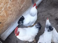 أدلر سيلفر — الصورة 2