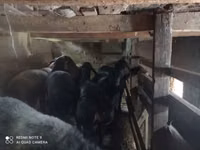 Қойлар (топ, жынысы көрсетілмеген), Қойлар — 2-сурет