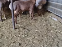 मेढ़ा, Arashan sheep — फ़ोटो 1