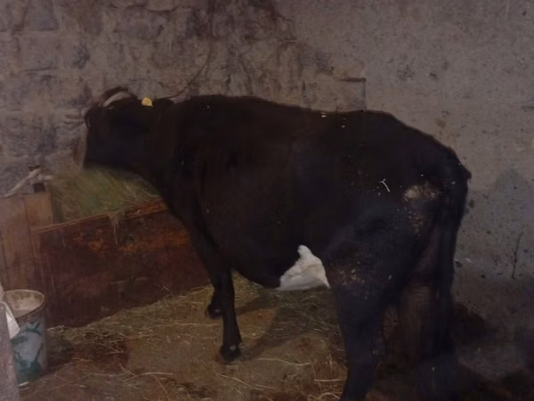 गाय, मवेशी — कज़ाखस्तान
