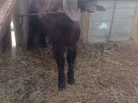 تيس, Damask goat — الصورة 2