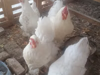 Chickens — الصورة 7