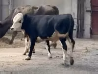 Bull, Kazakh White-headed cow — photo 1