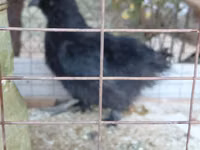 Derbyshire Redcap — Foto 3