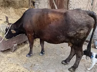 母牛, Cattle — 照片 1