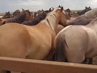 Stute, Horse breed — Foto 1