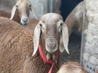 Widder, Arashan sheep — Foto 2