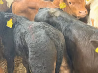 Rinder (Partie, Geschlecht nicht angegeben), Simmental cattle — Foto 7