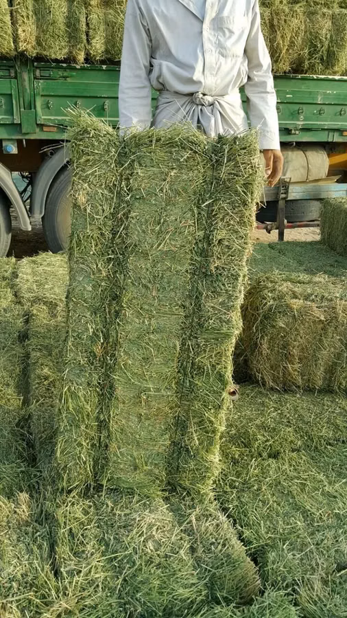 🚨 СЕНО ЧӨП ТҮКТӨРҮ ШАШЫЛЫШ САТЫЛАТ! 🌾 ✅ Баасы 250 сомдон башталат! ✅