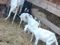 Echki, Saanen goat — 6-rasm