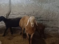 Qoʻchqor, Arashan sheep — 3-rasm