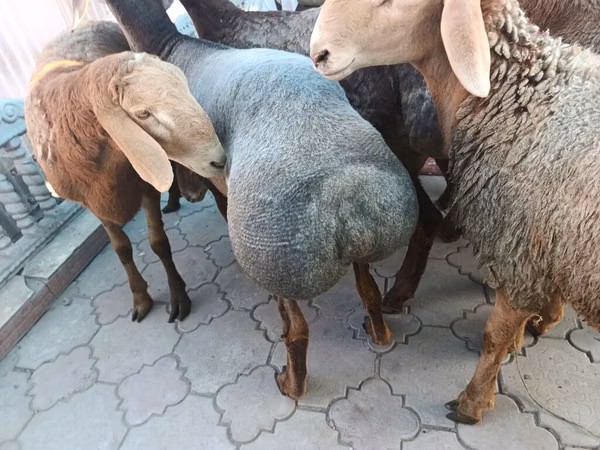 公羊, Arashan sheep