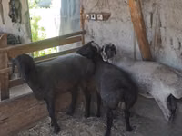 Ram, Sheep — photo 1