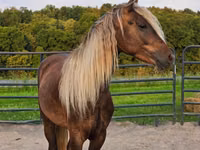 Caballo, Friesian — foto 6