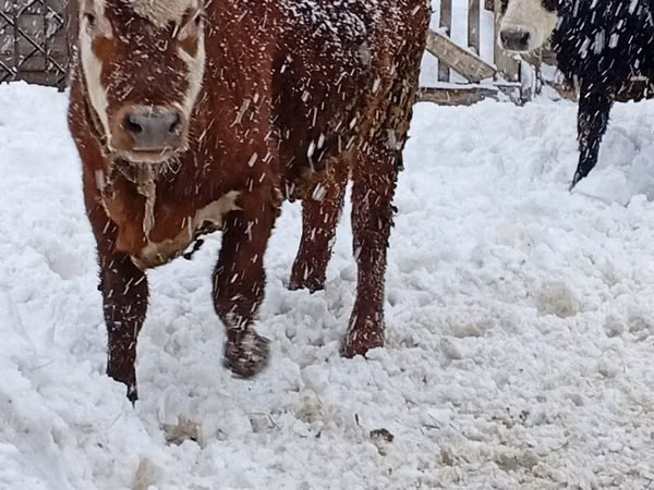 Bulle, Simmental cattle — Kasachstan