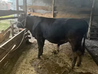 公牛, Aberdeen-Angus — 照片 2