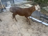 मेढ़ा, Arashan sheep — फ़ोटो 3
