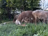 मेढ़ा, Arashan sheep — फ़ोटो 5