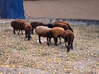 母羊, Sheep — 照片 4