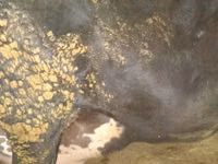 Sigir, Russian Black pied cattle — 2-rasm