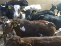 Бұқа, Simmental cattle — 5-сурет