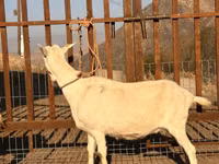 Cabra, Saanen goat — foto 3