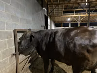 Kuh, Brahman — Foto 7