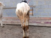 Kuh, Simmental cattle — Foto 6