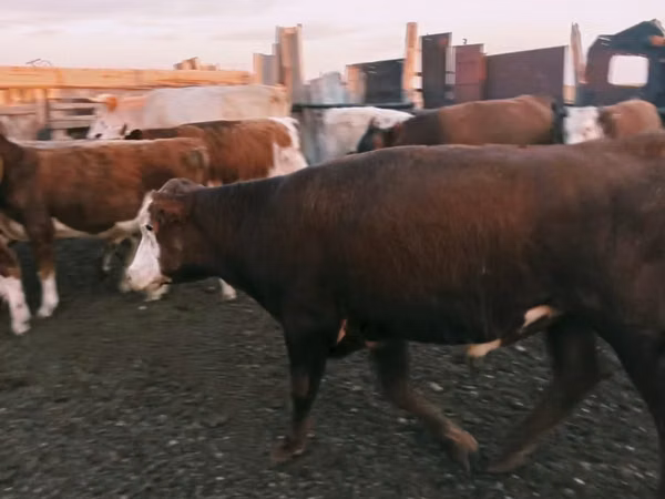 Bulle, Kasachische Weißkopfkuh