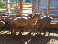 Ram, Sheep — photo 5