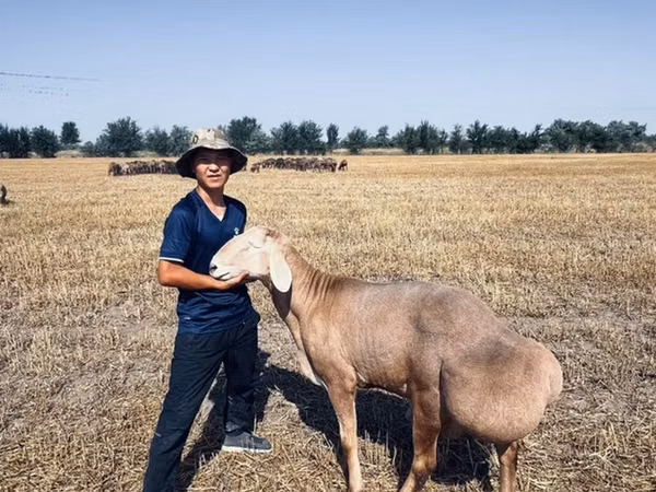 Carnero, Rhon sheep — Kirguistán