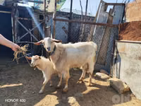 عنزة, Saanen goat — الصورة 1