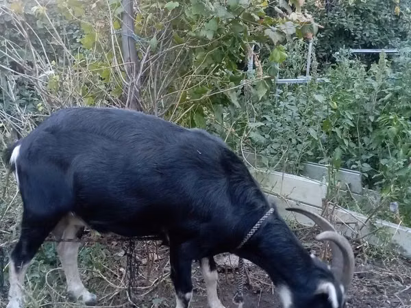 母山羊, Goats — 哈萨克斯坦
