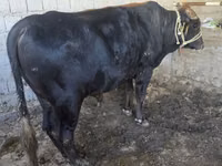 公牛, Cattle — 照片 1