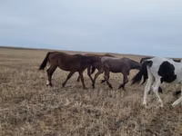 Ат, Аттар — сүрөт 4