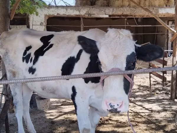 公牛, Russian Black pied cattle — 乌兹别克斯坦