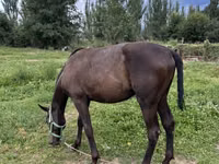 Hengst, French Trotter — Foto 1