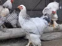 Brahma — Foto 4