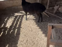 Widder, Rhon sheep — Foto 2