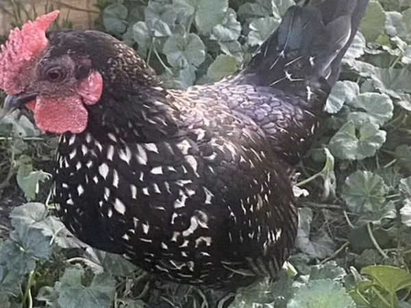 Chickens — Kirgisistan