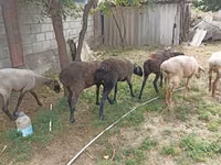 Qoʻy, Edilbay sheep — 4-rasm
