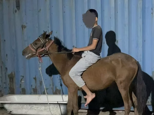 公马, Horses — 哈萨克斯坦