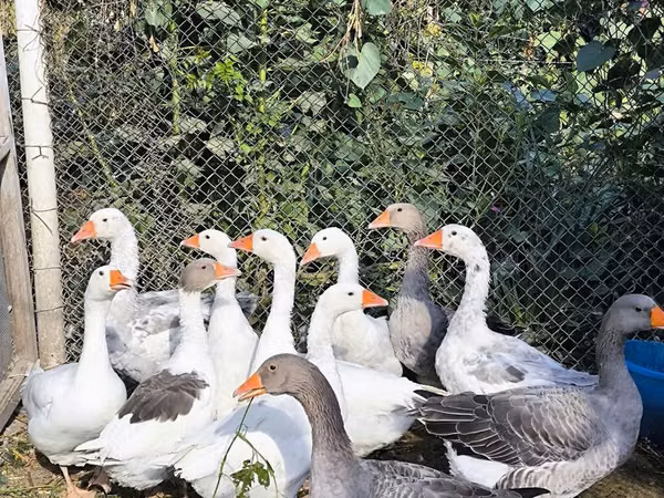 Geese