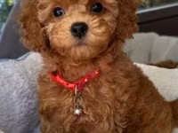 Məhsul: Toy pudel balaları Xüsusiyyətlər: - Cins: Toy Poodle (oyuncaq — Foto 1