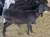 Widder, Hissar sheep — Foto 3