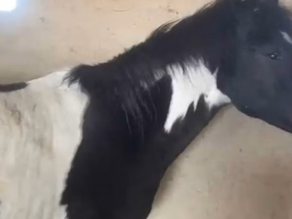 Aygʻir, Otlar