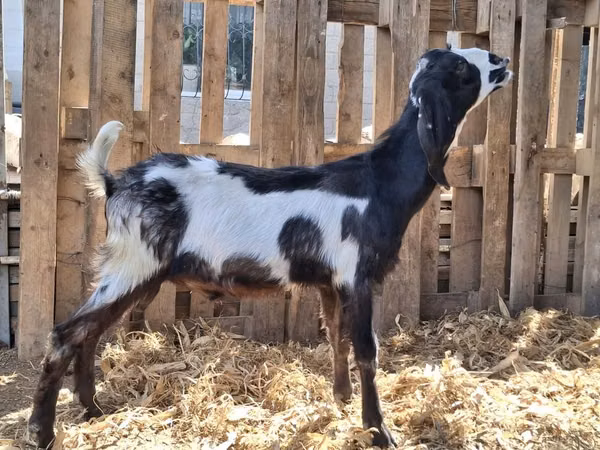 Ziegenbock, Kamori goats