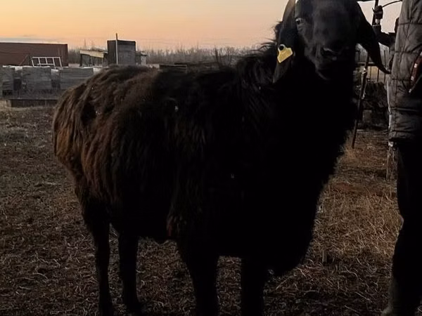 كبش, Hissar sheep — كازاخستان