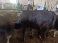 Cow, Alatau breed — photo 7