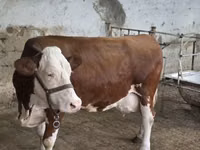 Bull, Simmental cattle — photo 7